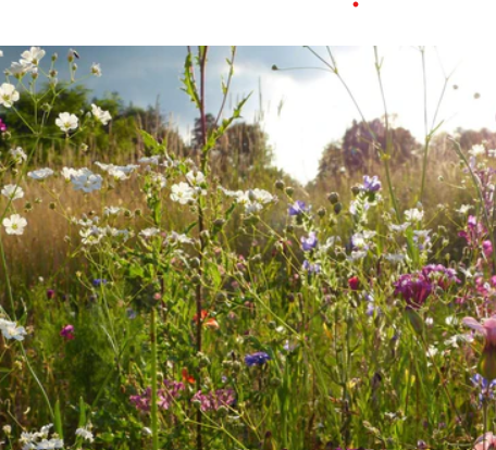 Plant Your Own - Clay-Suited Mix Seedballs