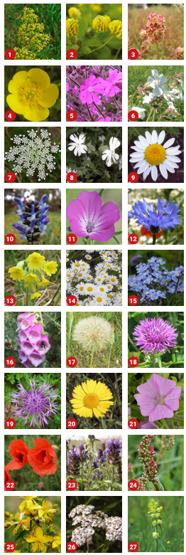 Individual Wildflower mix seed ball in cotton bag